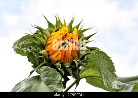 Tournesol, ouverture juste avec des feuilles vertes contre un ciel nuageux Banque D'Images