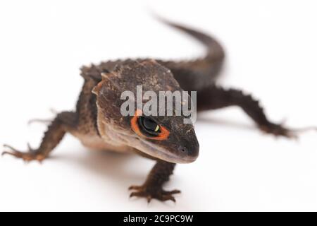 Tribolonotus gracilis, crocodile à yeux rouges, lizard isolé sur fond blanc Banque D'Images