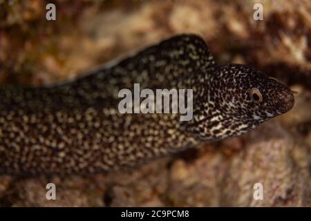 Une anguille moray à pois qui pend sur le récif de Bonaire, aux Pays-Bas. Banque D'Images