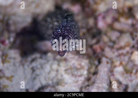 Une anguille moray à pois qui pend sur le récif de Bonaire, aux Pays-Bas. Banque D'Images