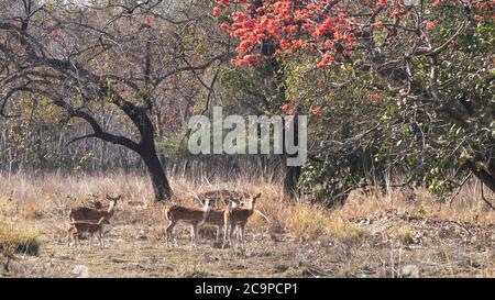 le troupeau de cerfs du chital se trouve sous la flamme de l'arbre forestier à tadoba Banque D'Images