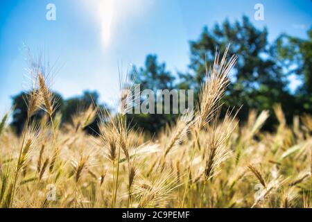 Hordeum Gramineae grandit à Berlin. Gros plan de l'orge brassicole sauvage au soleil. Banque D'Images