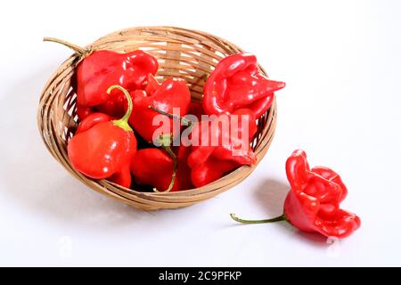 Capsicum baccatum est une espèce de piment qui comprend les cultivars suivants Banque D'Images