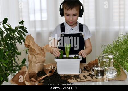 L'enfant est engagé dans le jardinage à la maison. Touche avec précaution les feuilles des ampoules de jacinthe germées. Banque D'Images