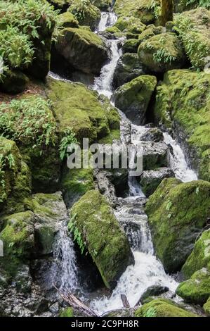 Cataract Falls Cascading à Mt Tam. Banque D'Images