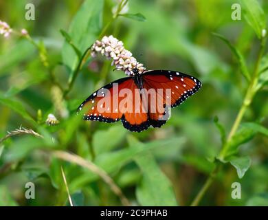 Un Queen Butterfly sur une plante sauvage de milkweed dans un cadre verdoyant et vibrant. Banque D'Images