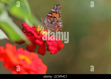 Une fleur de Zinnia rouge vif présentant un papillon lady peint, vue de côté dans un cadre propre de jardin. Banque D'Images