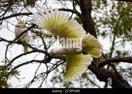 Un Cockatoo à soufre dégoûté Banque D'Images