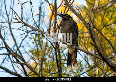 Un pied de currawong dans un arbre Banque D'Images