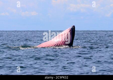 Baleine de Bryde ou baleine d'Eden dans le golfe de Thaïlande Banque D'Images