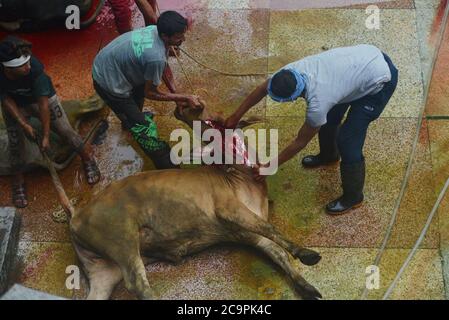 Lahore, Pakistan. 1er août 2020. Les dévotés musulmans pakistanais abattent des vaches après l'offre Eid al-Adha la prière du Festival du sacrifice (Qurbani) à la mosquée Jamia Naeemia avec des SOP à Lahore. Verrouillage national imposé par le gouvernement comme mesure préventive contre le coronavirus COVID-19 à Lahore, les musulmans du monde entier célèbrent le festival annuel d'Eid al-Adha, ou le Festival du sacrifice, Ce qui marque la fin du pèlerinage de Hajj à la Mecque et en commémoration de la volonté du prophète Abraham de sacrifier son fils pour montrer l'obéissance à Dieu. Banque D'Images