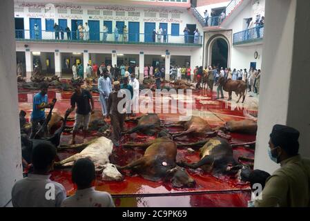 Lahore, Pakistan. 1er août 2020. Les dévotés musulmans pakistanais abattent des vaches après l'offre Eid al-Adha la prière du Festival du sacrifice (Qurbani) à la mosquée Jamia Naeemia avec des SOP à Lahore. Verrouillage national imposé par le gouvernement comme mesure préventive contre le coronavirus COVID-19 à Lahore, les musulmans du monde entier célèbrent le festival annuel d'Eid al-Adha, ou le Festival du sacrifice, Ce qui marque la fin du pèlerinage de Hajj à la Mecque et en commémoration de la volonté du prophète Abraham de sacrifier son fils pour montrer l'obéissance à Dieu. Banque D'Images