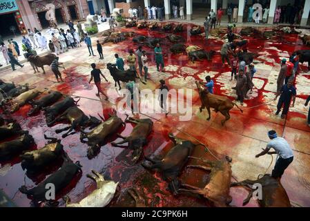 Lahore, Pakistan. 1er août 2020. Les dévotés musulmans pakistanais abattent des vaches après l'offre Eid al-Adha la prière du Festival du sacrifice (Qurbani) à la mosquée Jamia Naeemia avec des SOP à Lahore. Verrouillage national imposé par le gouvernement comme mesure préventive contre le coronavirus COVID-19 à Lahore, les musulmans du monde entier célèbrent le festival annuel d'Eid al-Adha, ou le Festival du sacrifice, Ce qui marque la fin du pèlerinage de Hajj à la Mecque et en commémoration de la volonté du prophète Abraham de sacrifier son fils pour montrer l'obéissance à Dieu. Banque D'Images