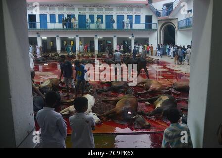 Lahore, Pakistan. 1er août 2020. Les dévotés musulmans pakistanais abattent des vaches après l'offre Eid al-Adha la prière du Festival du sacrifice (Qurbani) à la mosquée Jamia Naeemia avec des SOP à Lahore. Verrouillage national imposé par le gouvernement comme mesure préventive contre le coronavirus COVID-19 à Lahore, les musulmans du monde entier célèbrent le festival annuel d'Eid al-Adha, ou le Festival du sacrifice, Ce qui marque la fin du pèlerinage de Hajj à la Mecque et en commémoration de la volonté du prophète Abraham de sacrifier son fils pour montrer l'obéissance à Dieu. Banque D'Images