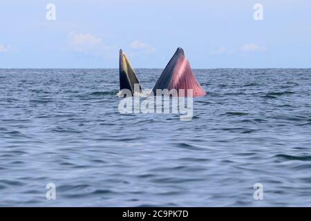 Baleine de Bryde ou baleine d'Eden dans le golfe de Thaïlande Banque D'Images