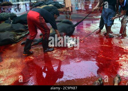 Lahore, Pakistan. 1er août 2020. Les dévotés musulmans pakistanais abattent des vaches après l'offre Eid al-Adha la prière du Festival du sacrifice (Qurbani) à la mosquée Jamia Naeemia avec des SOP à Lahore. Verrouillage national imposé par le gouvernement comme mesure préventive contre le coronavirus COVID-19 à Lahore, les musulmans du monde entier célèbrent le festival annuel d'Eid al-Adha, ou le Festival du sacrifice, Ce qui marque la fin du pèlerinage de Hajj à la Mecque et en commémoration de la volonté du prophète Abraham de sacrifier son fils pour montrer l'obéissance à Dieu. Banque D'Images