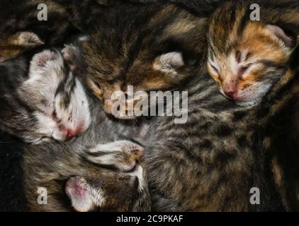 Fernwald Allemagne 10 Juillet Les Chatons De Savane Des Eleveurs Sabine Haus Et Angelo Kamm Sont Proches Les Uns Des Autres Dans Une Boite A Litiere Le Couple A Ete La