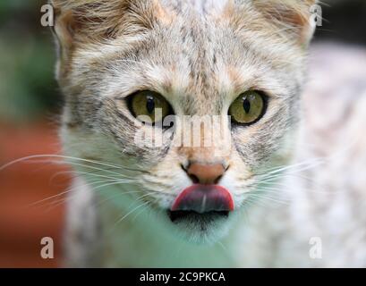 Fernwald, Allemagne. 10 juillet 2020. Savannah F1 chat 'Nala' de l'éleveur Sabine Haus et Angelo Kamm regarde autour de l'enceinte. Le couple a été l'élevage de chats de Savannah pendant huit ans. Ils attirent l'attention avec leur forme mince et leur coloration caractéristique. Ils sont le résultat d'une croix entre un chat sauvage africain et un chat domestique. Credit: Arne Dedert/dpa/Alay Live News Banque D'Images