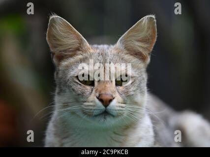 Fernwald, Allemagne. 10 juillet 2020. Savannah F1 chat 'Nala' de l'éleveur Sabine Haus et Angelo Kamm regarde autour de l'enceinte. Le couple a été l'élevage de chats de Savannah pendant huit ans. Ils attirent l'attention avec leur forme mince et leur coloration caractéristique. Ils sont le résultat d'une croix entre un chat sauvage africain et un chat domestique. Credit: Arne Dedert/dpa/Alay Live News Banque D'Images