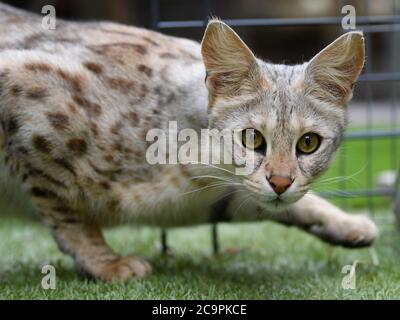 Fernwald Allemagne 10 Juillet Savannah F1 Chat Nala De L Eleveur Sabine Haus Et Angelo Kamm Regarde Autour De L Enceinte Le Couple A Ete L Elevage De Chats De Savannah Pendant Huit Ans