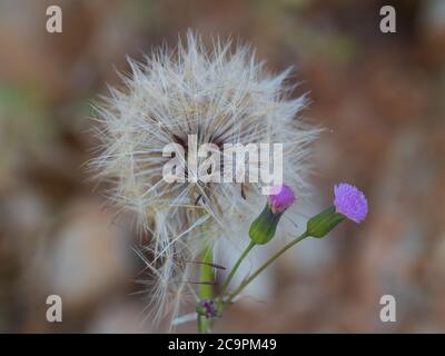 Une tête de graine blanche pelucheuse d'Emilia sonchifolia ou de fleur de Tasselflower de lilas avec ses petites graines qui tombent dans la lumière du soleil de l'après-midi Banque D'Images