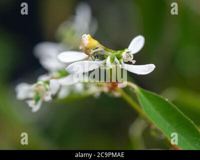 Euphorbia blanc Dainty Hip Hop avec un grand raindrop suspendu de dessous Banque D'Images