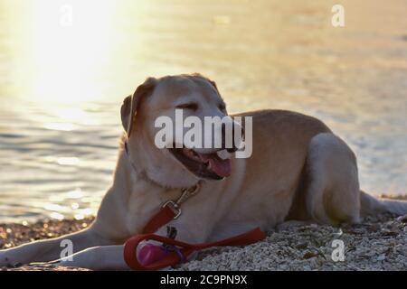 White Labrador Retriever baigne dans la mer bleue. Le chien blanc naque dans la mer/ Happy Dog sur la plage Banque D'Images