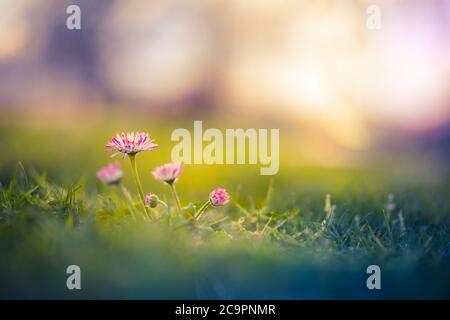 Pâquerettes blanches sur fond de nature de rêve flou. Printemps été prairie d'herbe, paisible lumière de coucher de soleil Banque D'Images