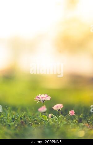 Pâquerettes blanches sur fond de nature de rêve flou. Printemps été prairie d'herbe, paisible lumière de coucher de soleil Banque D'Images