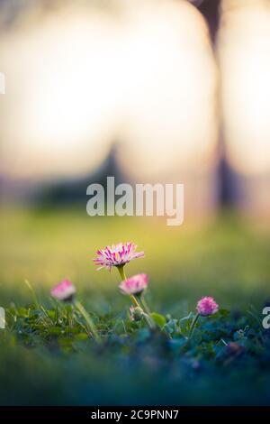 Pâquerettes blanches sur fond de nature de rêve flou. Printemps été prairie d'herbe, paisible lumière de coucher de soleil Banque D'Images