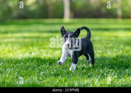 Border Collie chiot dans la nature. Portrait adorable d'un chiot collie en pleine santé et heureux, à bordure noire et blanche Banque D'Images