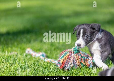 Border Collie chiot dans la nature. Portrait adorable d'un chiot collie en pleine santé et heureux, à bordure noire et blanche Banque D'Images