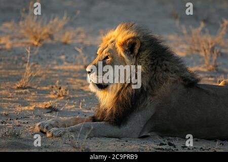 Grand mâle African lion (Panthera leo) in early morning light, désert du Kalahari, Afrique du Sud Banque D'Images