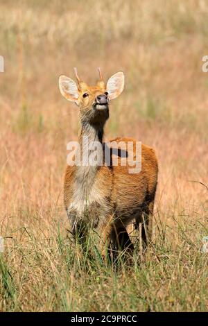 Mâle Barasingha ou cerf-marais (Rucervus duvaucelii) dans un habitat naturel, parc national de Kanha, Inde Banque D'Images