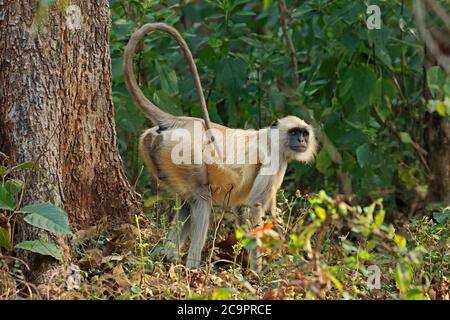 Un singe langur gris (Semnopithecus entellus) en habitat naturel, parc national de Kanha, Inde Banque D'Images