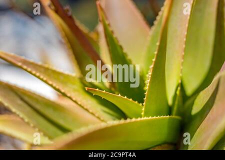 Plante de cactus abstraite. Spirale aloe vera avec gouttes d'eau, gros plan Banque D'Images