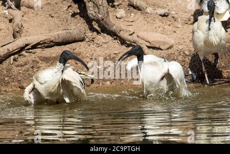 Deux oiseaux, blanc sacré ibis, Threskiornis molucca barboter et se baigner dans l'eau du lac avec un autre oiseau sur la rive en Australie Banque D'Images