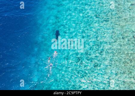 Des gens qui font de la plongée avec un requin-baleine. Vue aérienne incroyable, océan Indien lagon récif de corail, îles Maldives luxe loisirs sports nautiques activité Banque D'Images