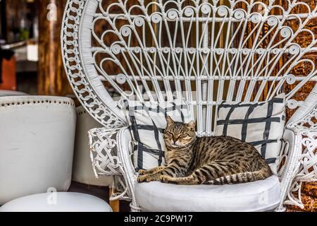Chat sur chaise, symbole de confort. Chat paresseux dans un fauteuil. Un chat tabby gris très fatigué dorment confortablement dans la chaise du trône. Banque D'Images