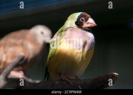 Canberra Australie, femelle gouldian finch perchée dans la volière Banque D'Images