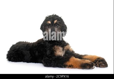 Chiot lévrier afghan in front of white background Banque D'Images