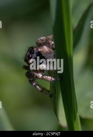 Une petite araignée de saut de zèbre, assise sur une feuille d'herbe. Banque D'Images