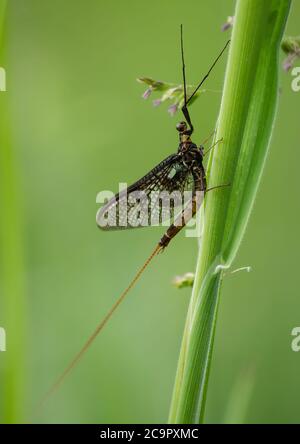 Un Mayfly adulte reposant sur une tige d'herbe. Banque D'Images