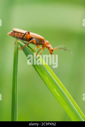 Un coléoptère de soldat orange se tenant sur le bord d'une tige d'herbe tordue. Banque D'Images