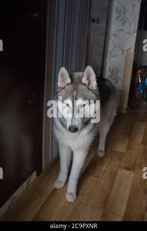 un chien husky au sol dans la salle Banque D'Images