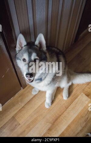 un chien husky au sol dans la salle Banque D'Images