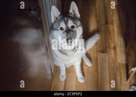 un chien husky au sol dans la salle Banque D'Images