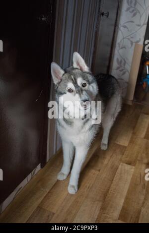 un chien husky au sol dans la salle Banque D'Images