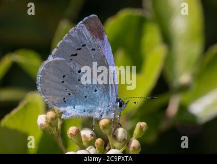 Un petit papillon bleu Holly reposant sur quelques boutons de fleurs. Banque D'Images