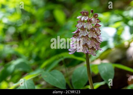 Lady Orchid dans son habitat naturel Banque D'Images